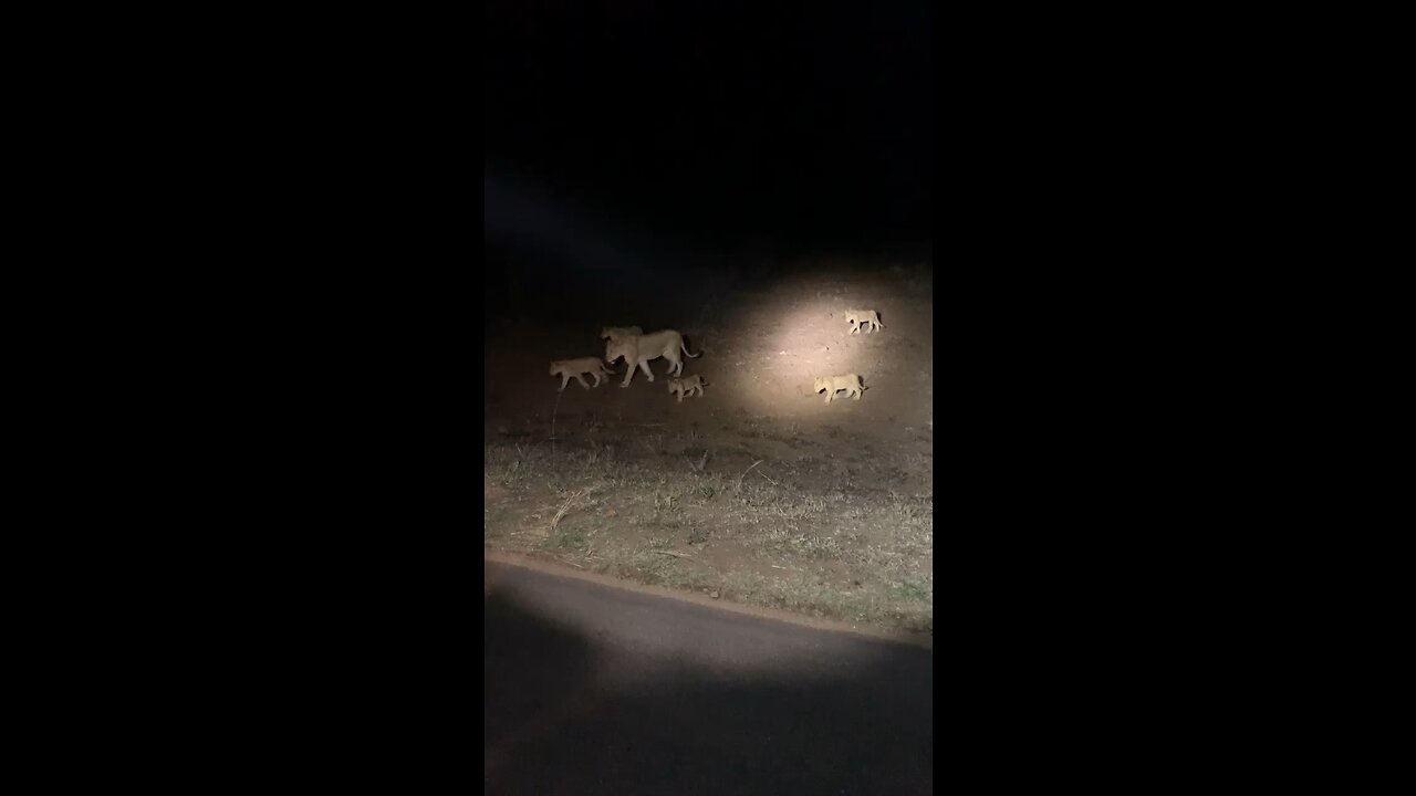 Lions in South Africa by night