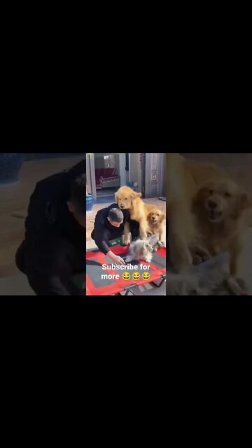 Funny Dogs and Owner #shorts | Nwaeze David | funny videos