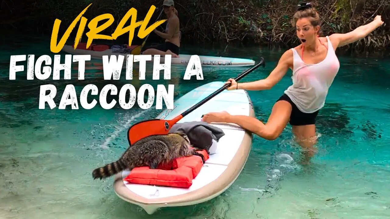 Sneaky raccoon tries to snatch kayaker's food on paddle board