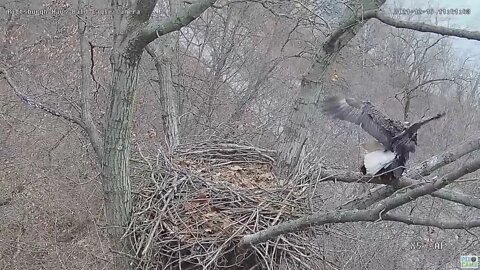 Hays Eagles Mom and Dad Mating 2021 12 19 11:41AM