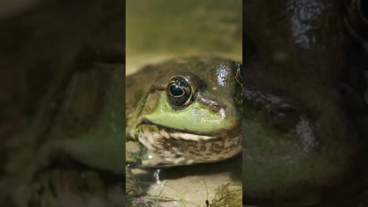 Frog Up Close and Personal