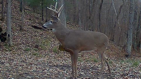 Whitetail Bucks of October