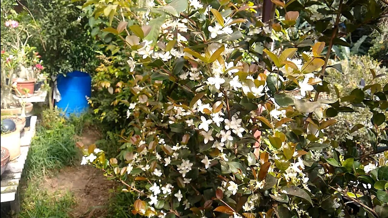 grumixima anã (Eugênia hitaguaensis) produzindo em vaso e rosas do deserto negra carnatia e Riana