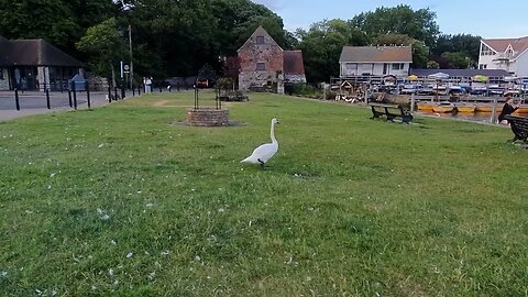 following a swan Christchurch 19th June 2023