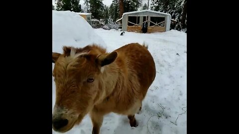 Betty braved the snow to come say hi ❤ #homesteading #goats #cute #farmanimals