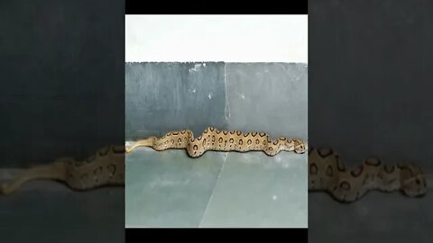 russell viper snake