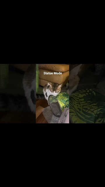 Is this real life? - Kitten Style 🤪 - The Cat Sanctuary