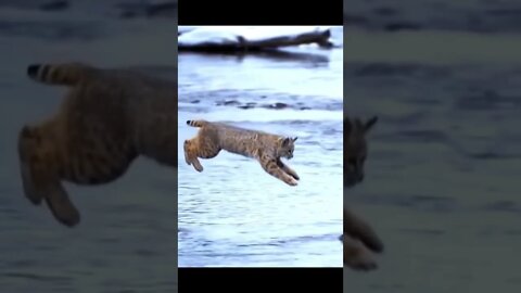 Lynx rufus - Pub-Cat _ JUMP