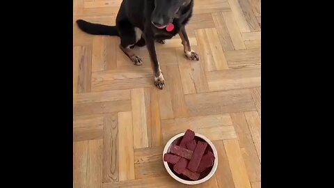 funny animal video