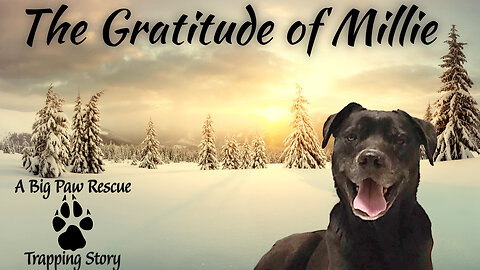 The Gratitude of Millie