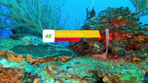 4k under Water Videos HD