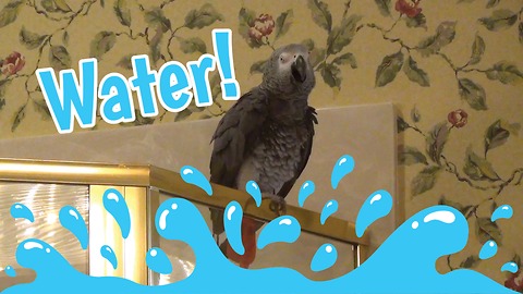 Parrot does spot-on imitation of water sounds