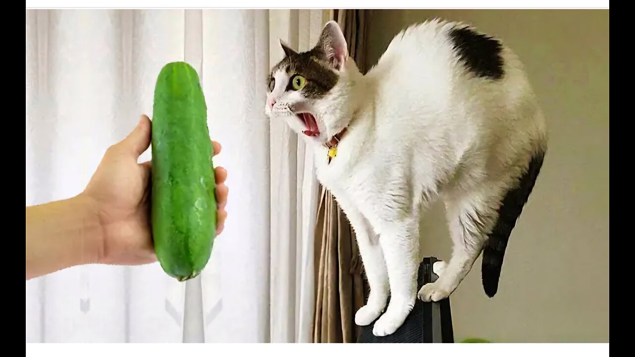 Crazy animals will make you LAUGH TO DIE🤣 Funniest cats and dogs🤣