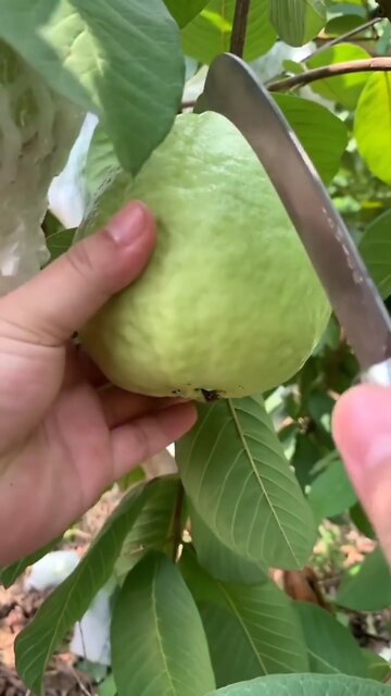 Guava Fruit 😋