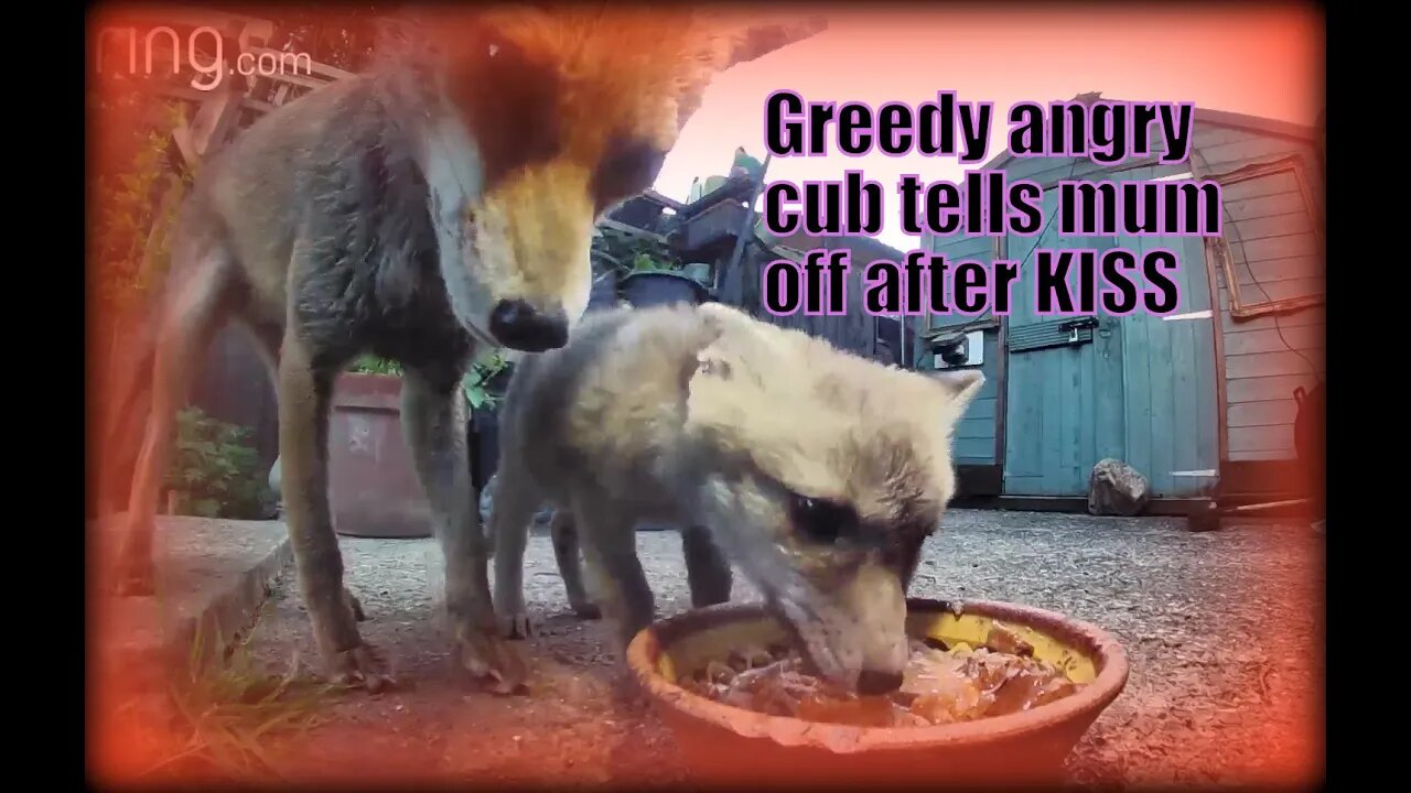 🦊WATCH #fox mum KISSES baby, shares food bowl but RUDE cub tells her to GO AWAY....