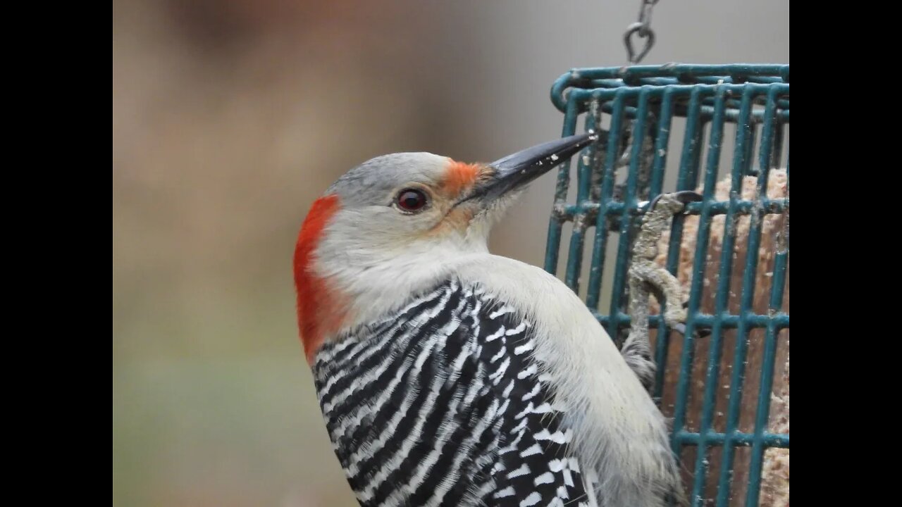 Florida Bird Feeder SWFL Live Camera HD