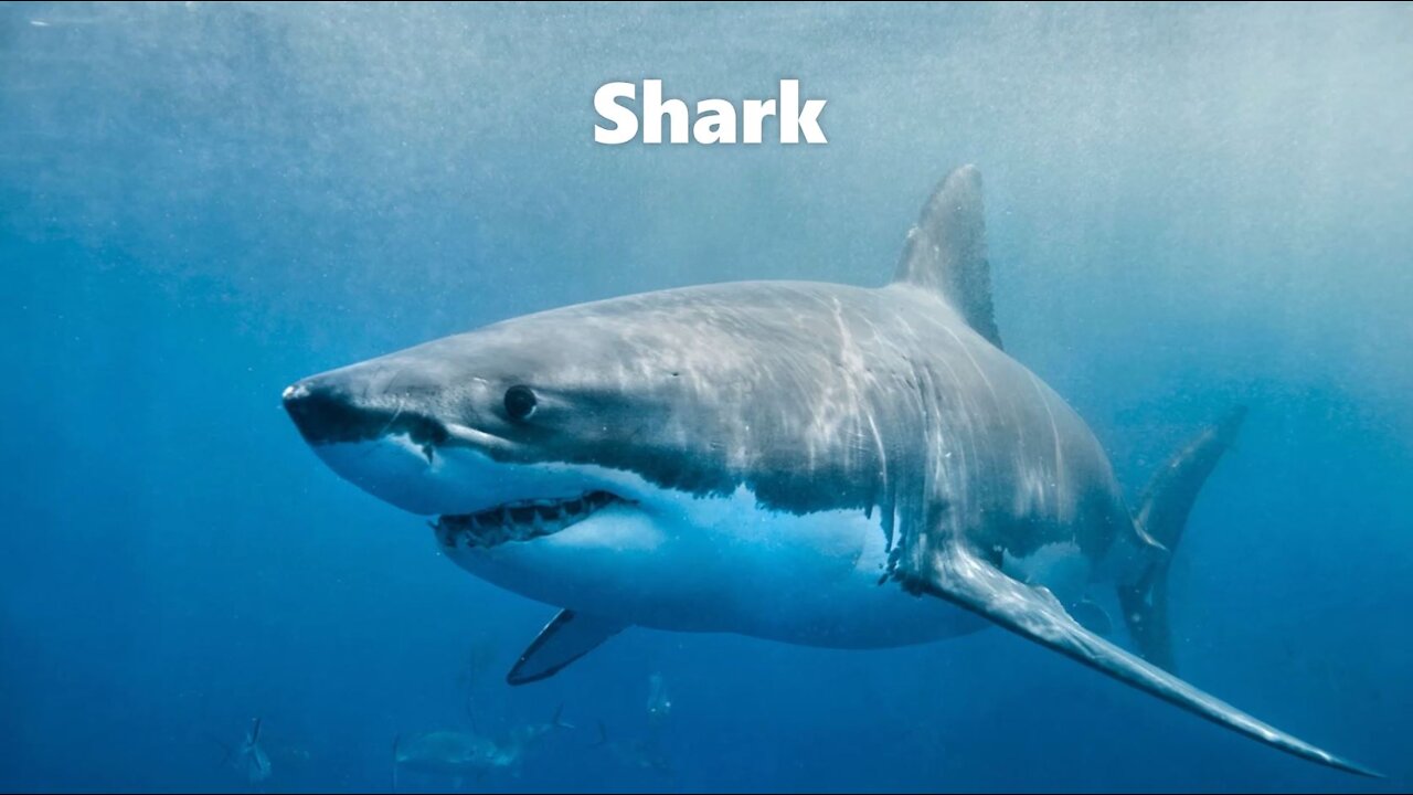 Shark