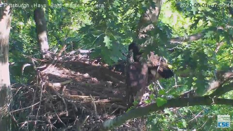 Hays Eagles H12 branches 2020 06 01 759am