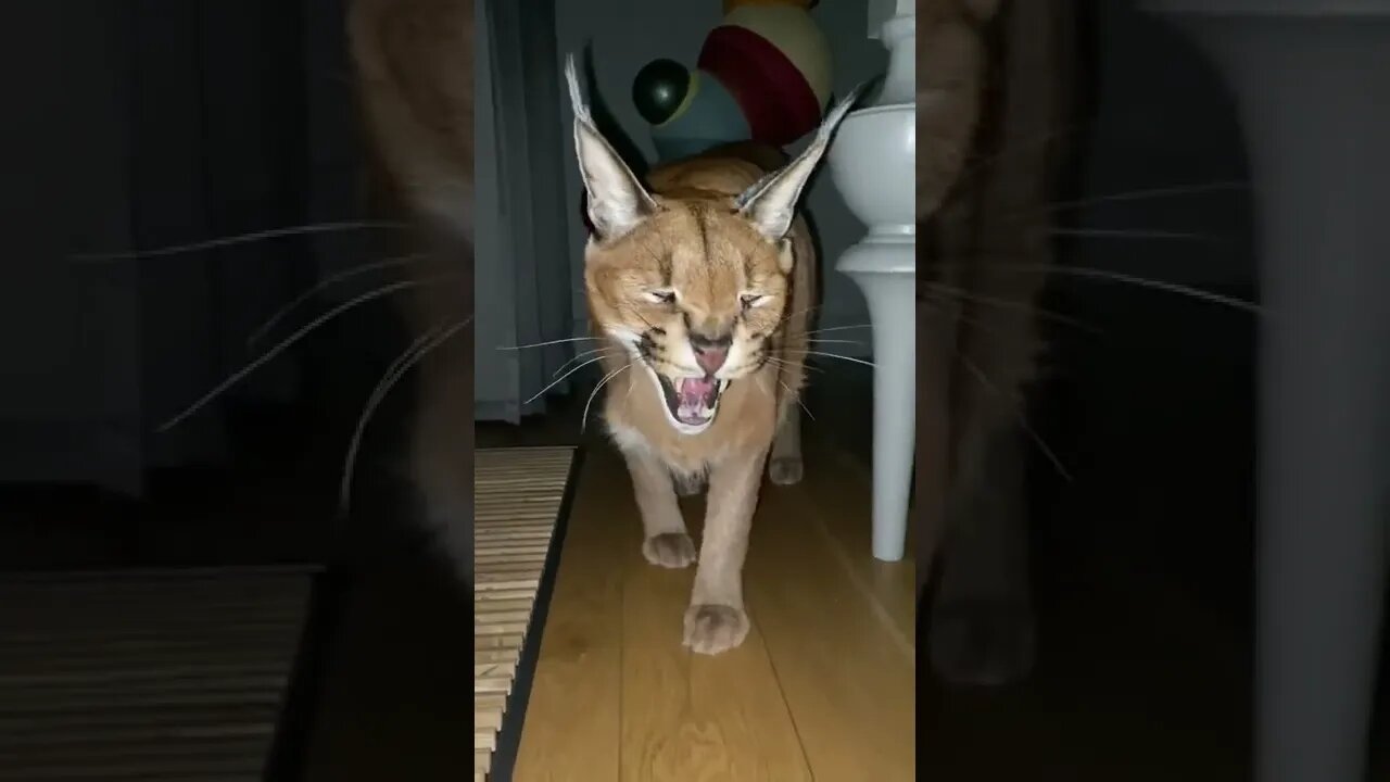 Puma Caracal