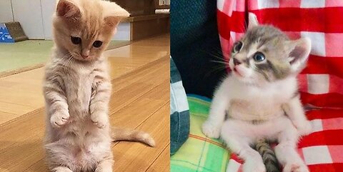 Hilarious Cat Shenanigans: Watch this Playful Feline Take Over the Fun!