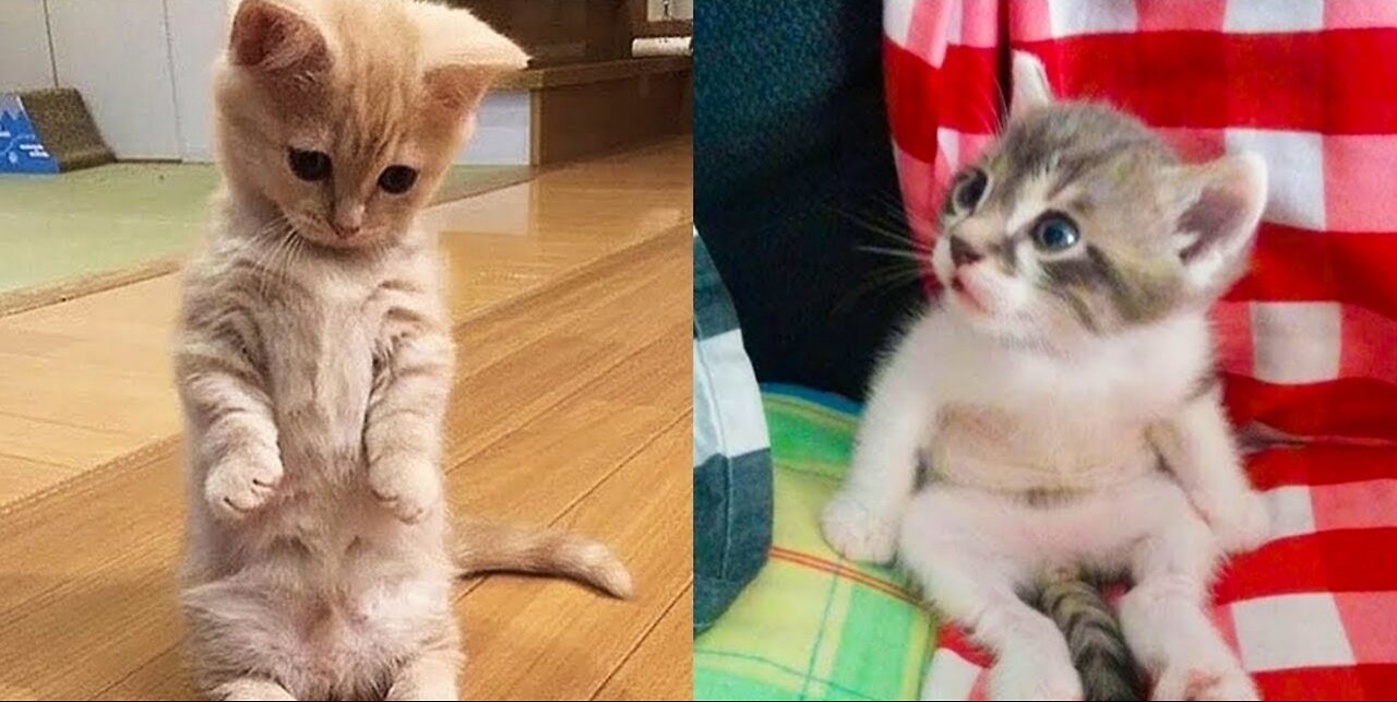 Hilarious Cat Shenanigans: Watch this Playful Feline Take Over the Fun!