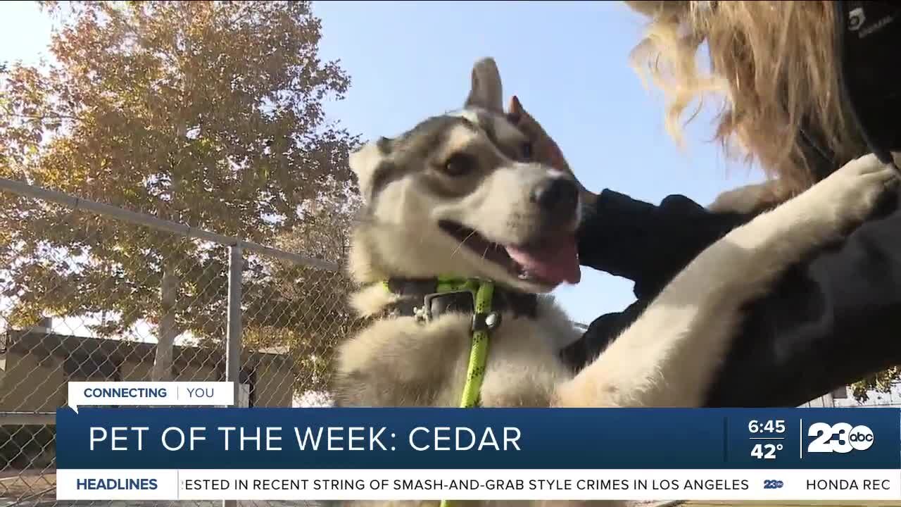 Pet of the week: Cedar