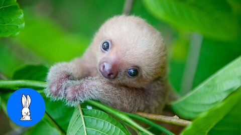 Baby Sloths Being Sloths