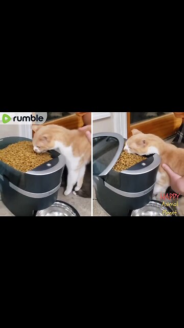 Funny and Cute Cat | What a big bite😂