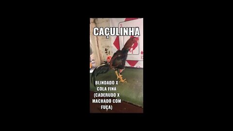 arthur do criatório curitiba. conselho para quem quer iniciar uma criaçao de qualidade