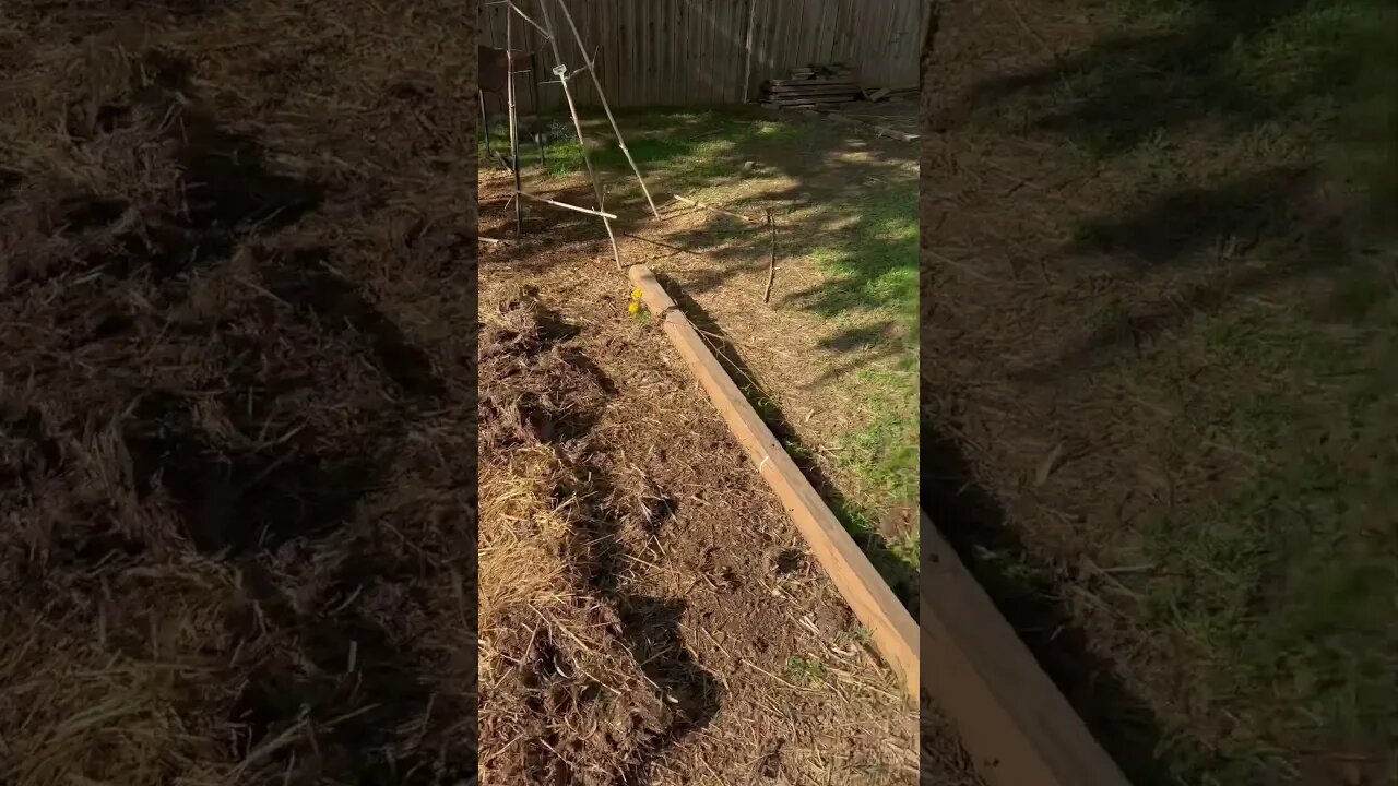 Do you Garden? #backyard #hone #gardening #plants #flowers #homestead