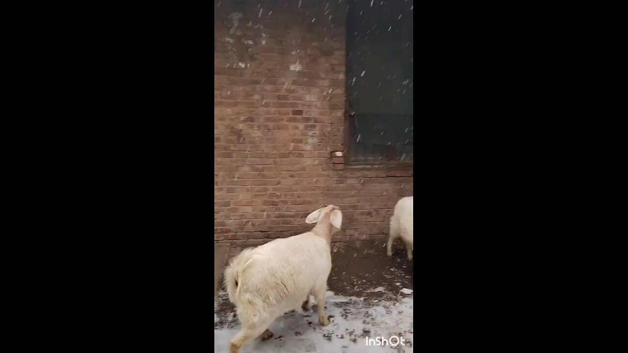 goat compilation funny