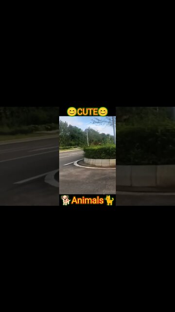cute animals #short #shorts #cute animals 16