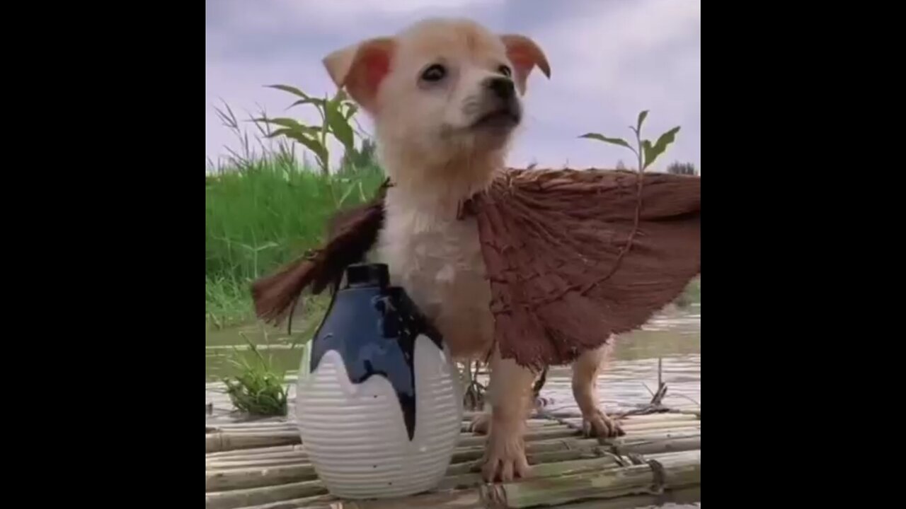 Watch the movements of the little puppy