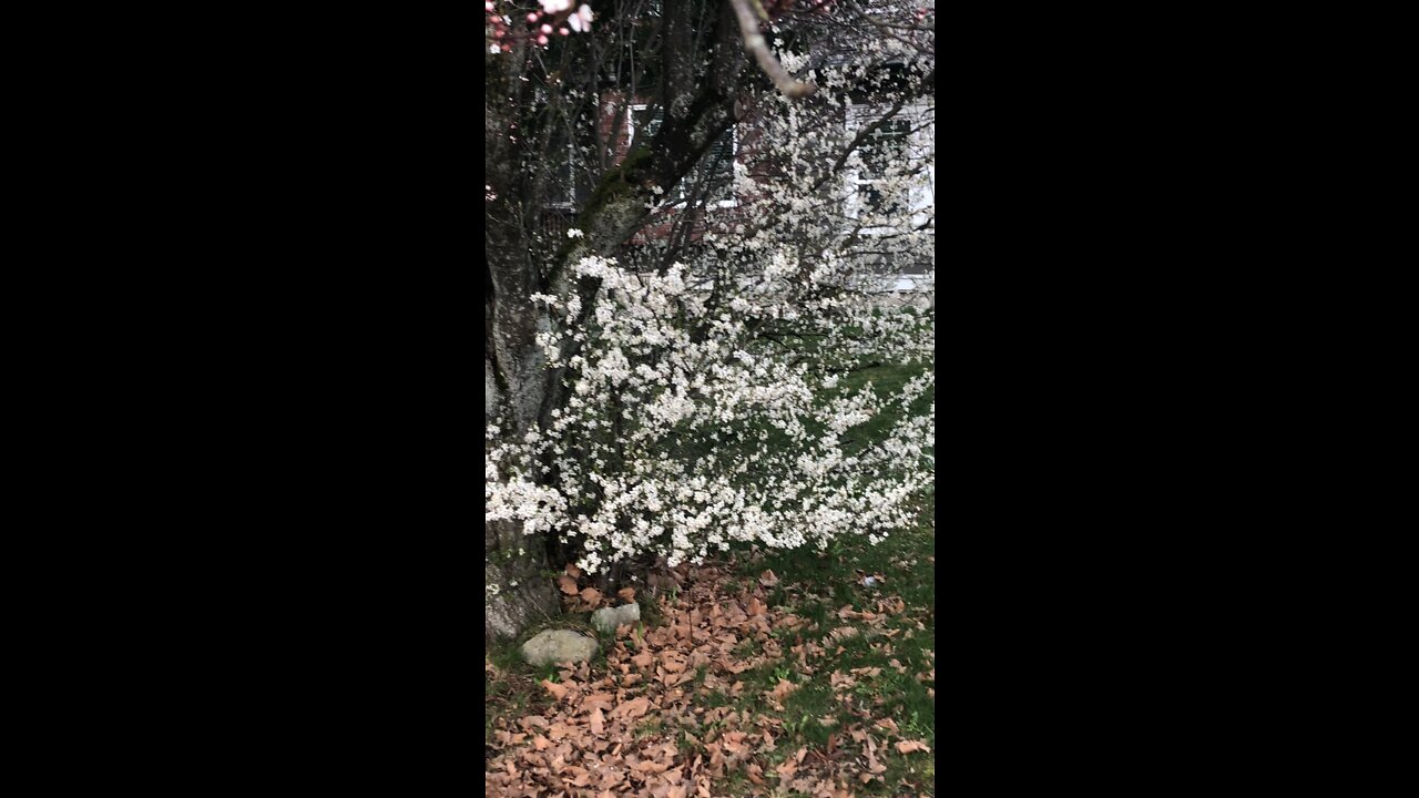 Plum tree blossoms #white #pink