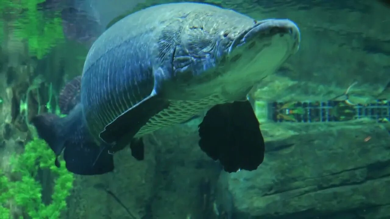 Huge Ugly Fish Swimming In Water