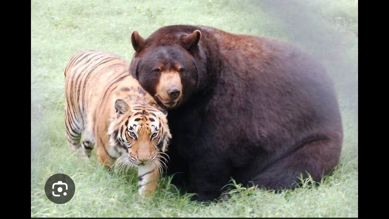 Unlikely Friends: Tiger and Bear Share Heartwarming Embrace