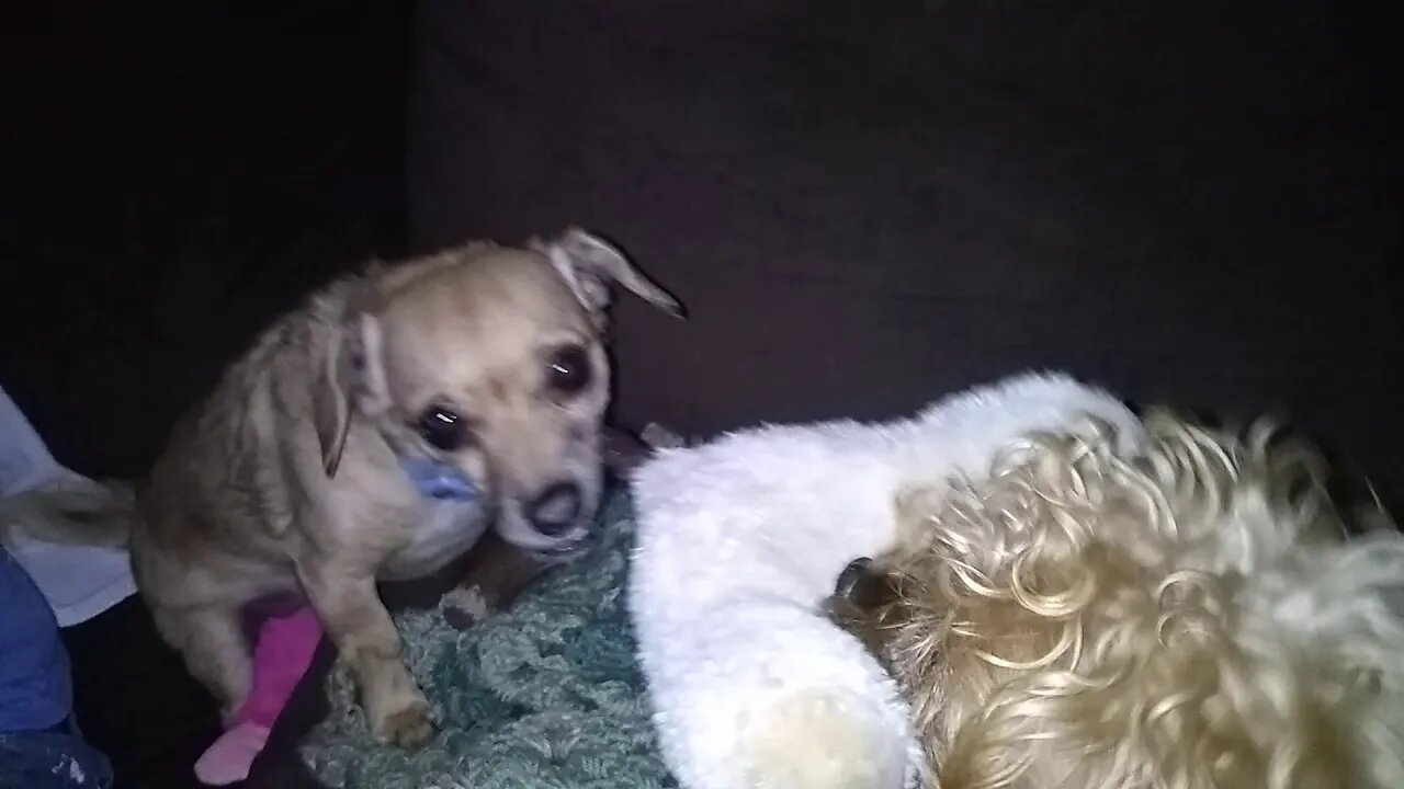 Bella and Rocko Tug of War