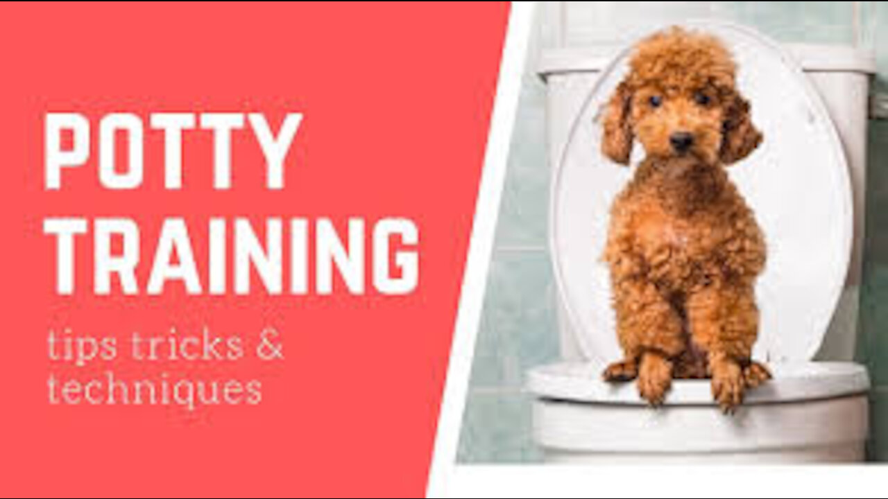 Puppy dog training system simple fast and easiest way to train your pets(link in description)