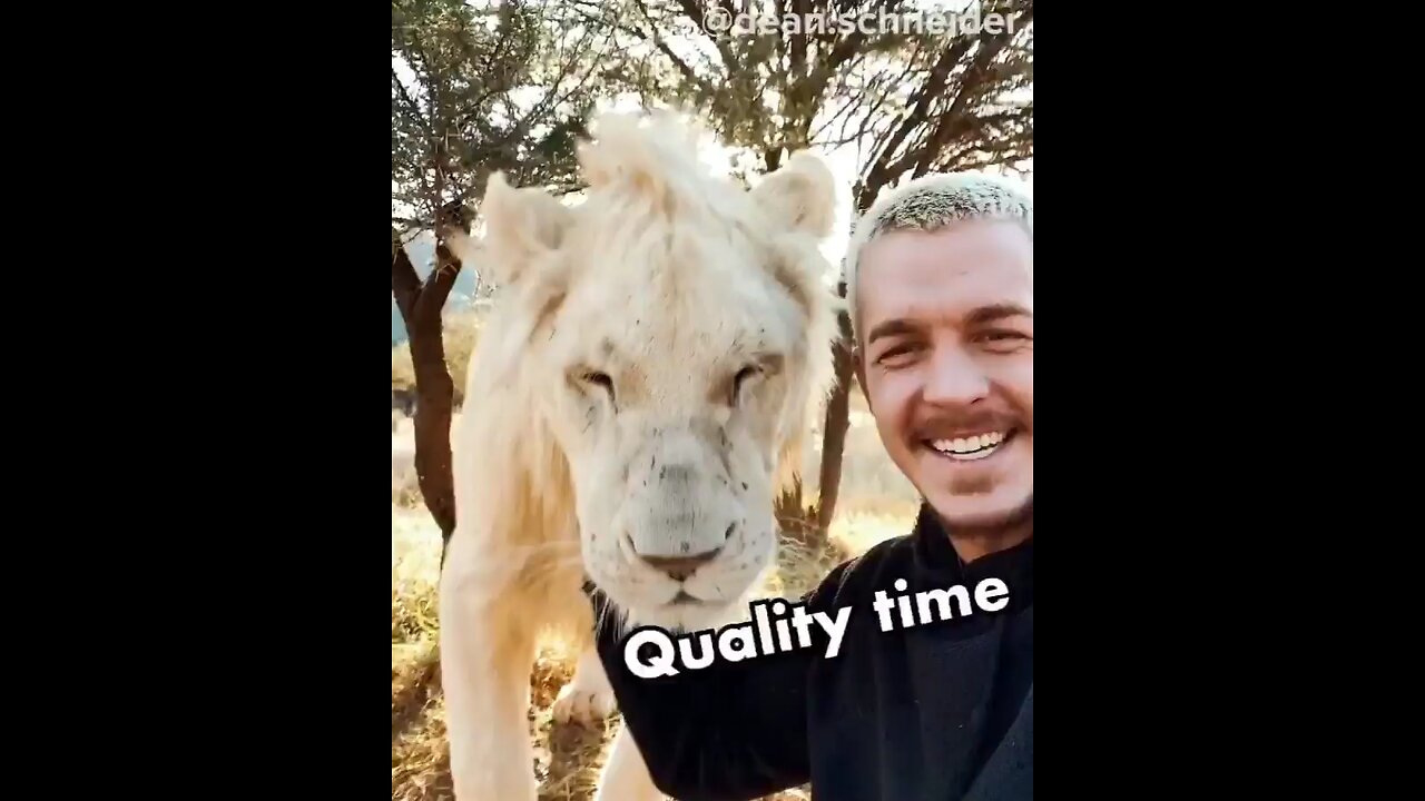 Snow wants some love and attention ♥️🦁😯