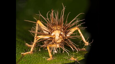 Zombie Fungus that inspired The Last Of Us