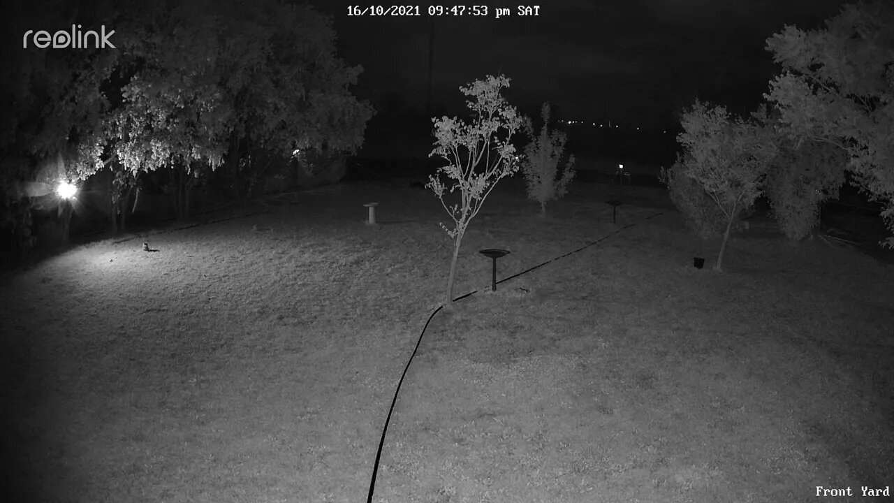 Possum in front yard