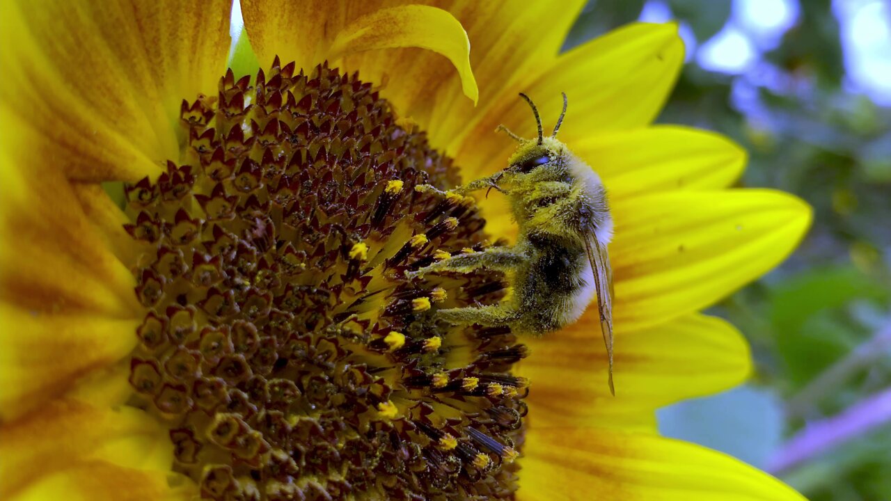 Busy bumblebee is completely covered in pollen as she works