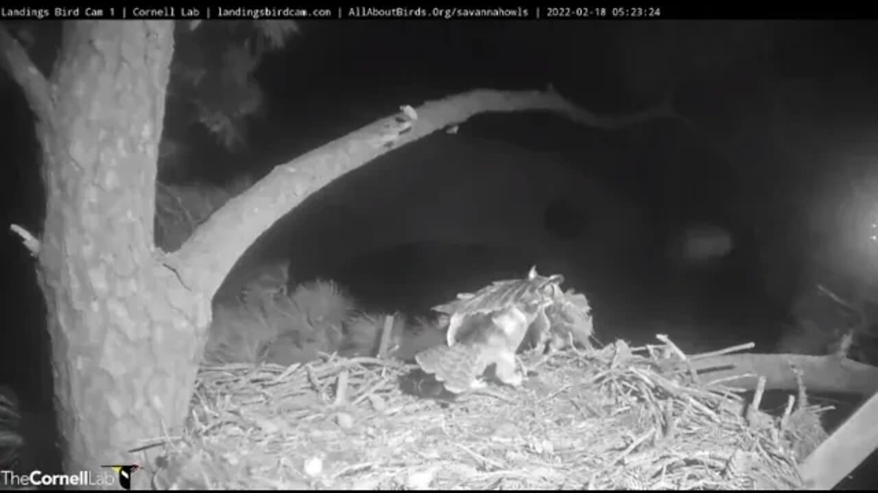 🥚 Dad Delivers a Rat For The Owlet 🦉 2/18/22 05:23