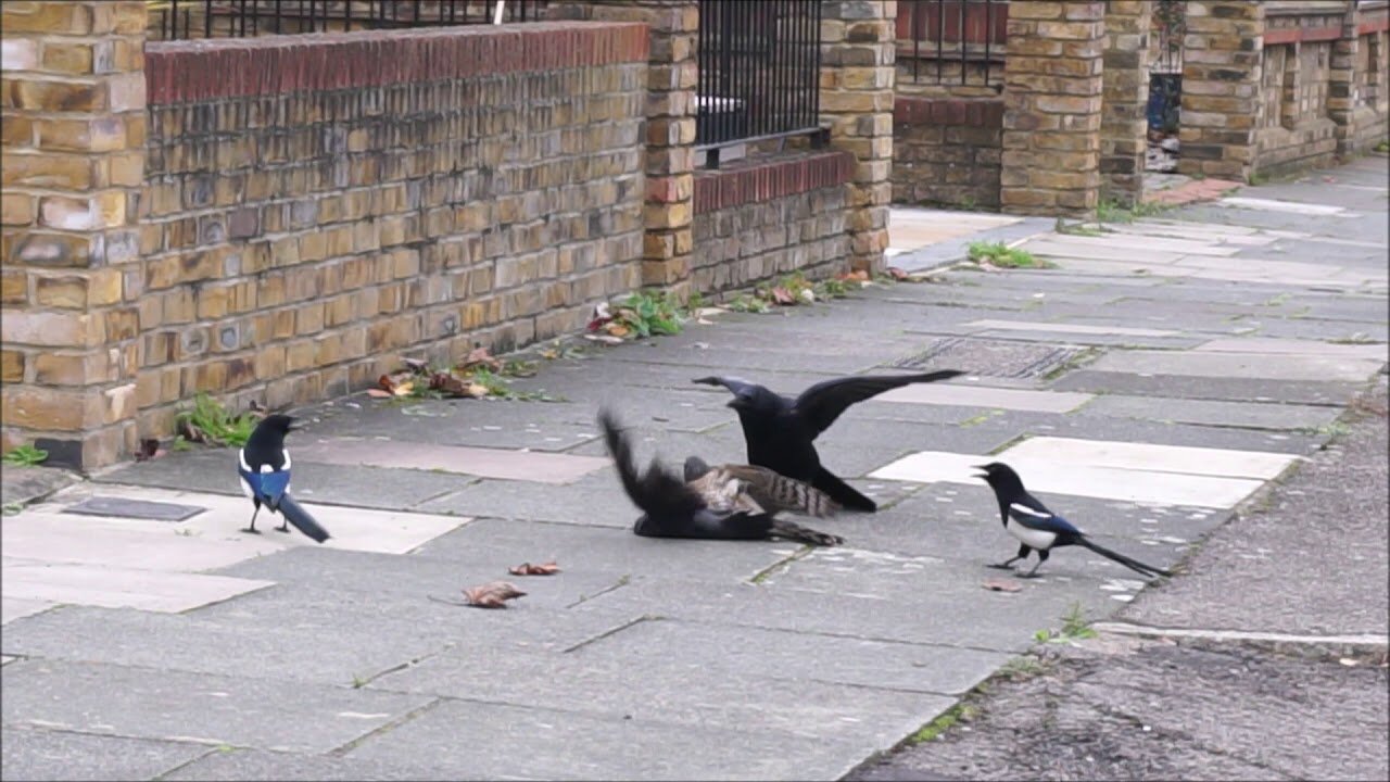 Hawk Tries to Kill Cuckoo Bird