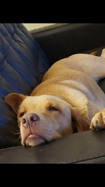 Brodie still thinks its Christmas 🎄