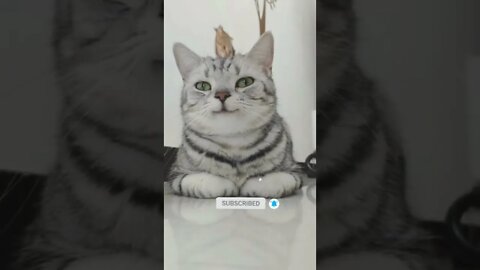 cute cat videos 😹 funny videos 😂 478 😻