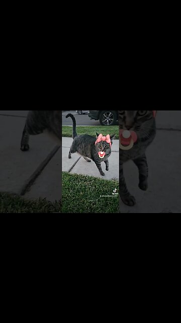 Baby Cat Filter from TikTok