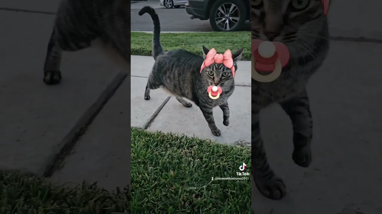 Baby Cat Filter from TikTok