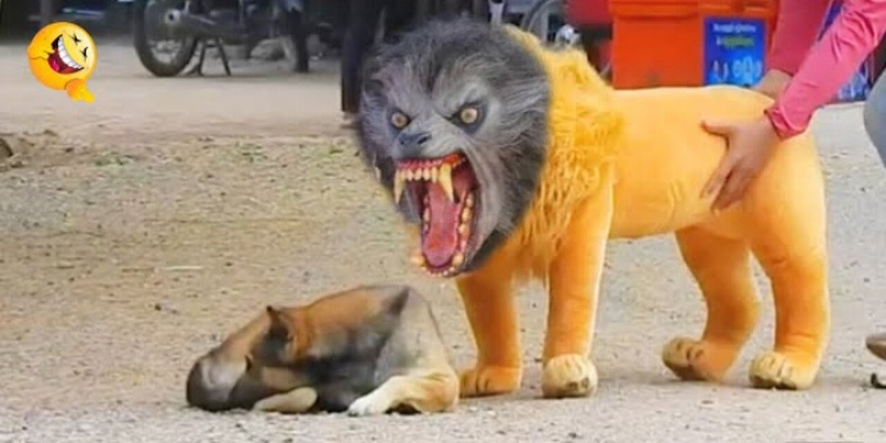 Funny fake lion and fake tiger