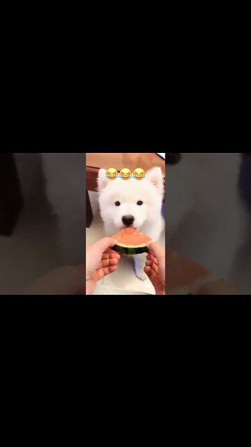 Puppy hasn't grown his teeth yet...🐶🐾🍉😅 #shorts #shortsfeed #clips #shortvideo